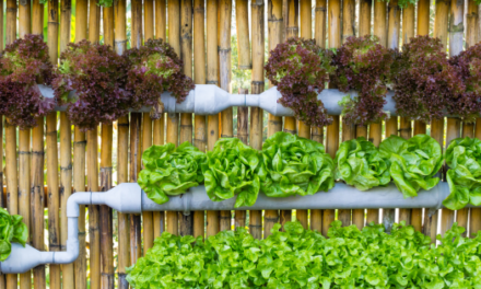 How to Grow an Endless Supply of Food in Thin Air