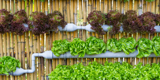 How to Grow an Endless Supply of Food in Thin Air
