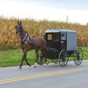 amish horse drawn buggy