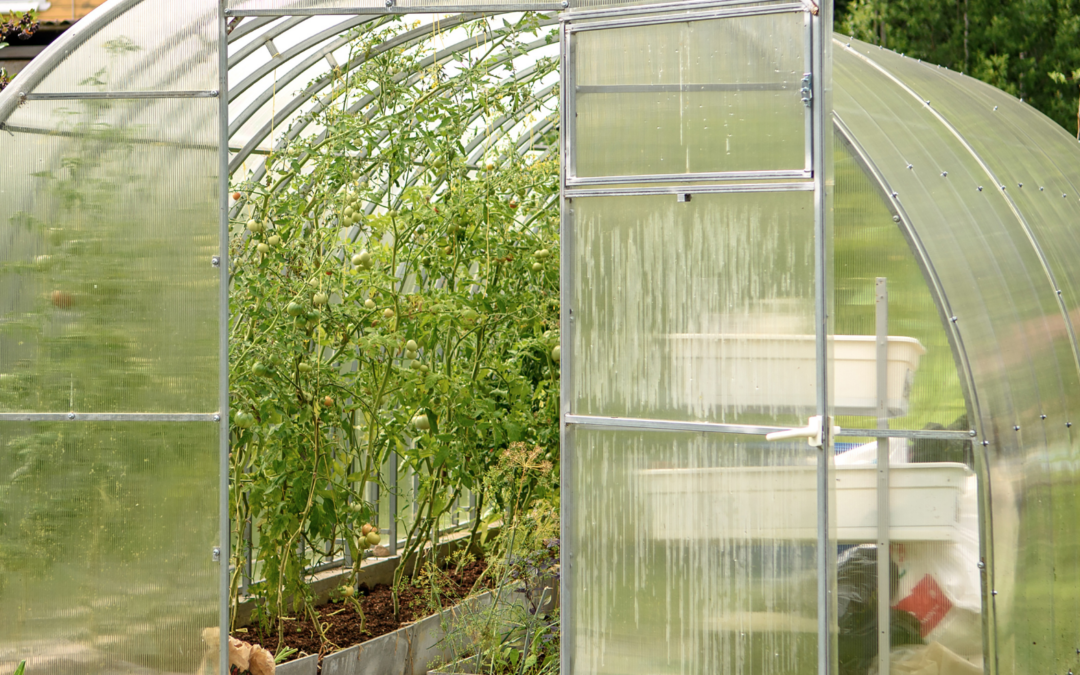 Greenhouse Mistakes I Learned from Building My Own