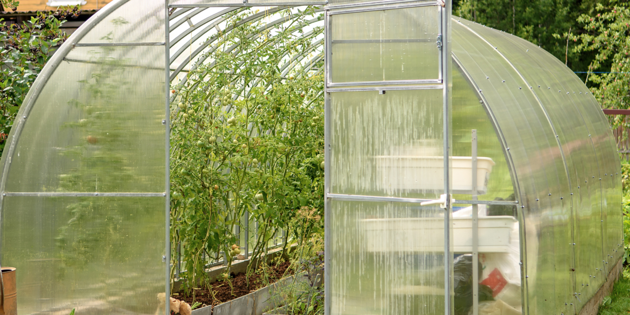 Greenhouse Mistakes I Learned from Building My Own