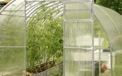 Greenhouse Mistakes I Learned from Building My Own