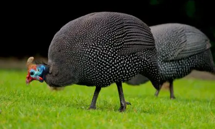 Why You Should Keep Guinea Fowl on Your Homestead