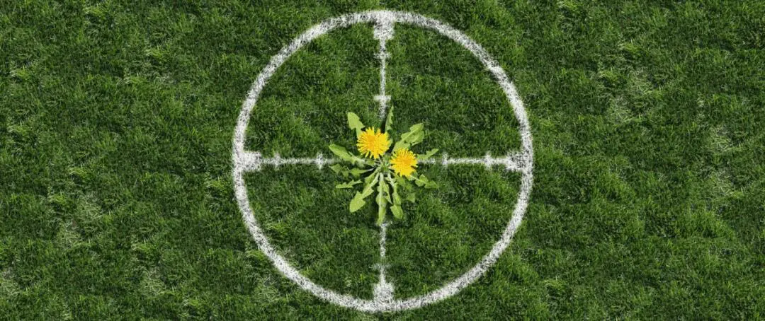 Homemade Weed Killer Recipes