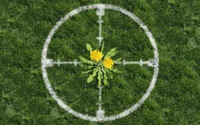 Homemade Weed Killer Recipes
