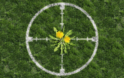 Homemade Weed Killer Recipes