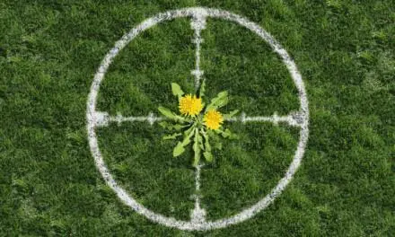 Homemade Weed Killer Recipes