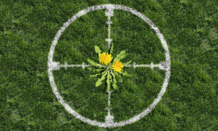 Homemade Weed Killer Recipes