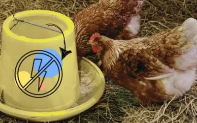 Automatic Chicken Feeder That Needs No Electricity: How Do You Make It?