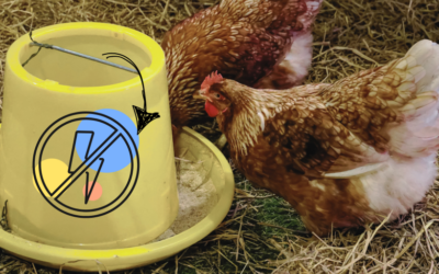Automatic Chicken Feeder That Needs No Electricity: How Do You Make It?