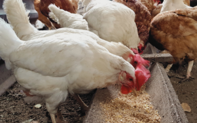 Homemade Chicken Feed Recipes