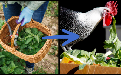 I Fed Stinging Nettles to My Chickens, and This Happened