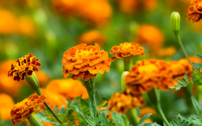 Marigold 101