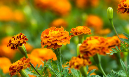 Marigold 101