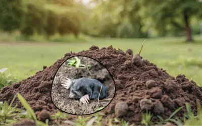 Mole Management: How to Identify Mole Activity and Protect Your Crops