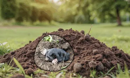 Mole Management: How to Identify Mole Activity and Protect Your Crops