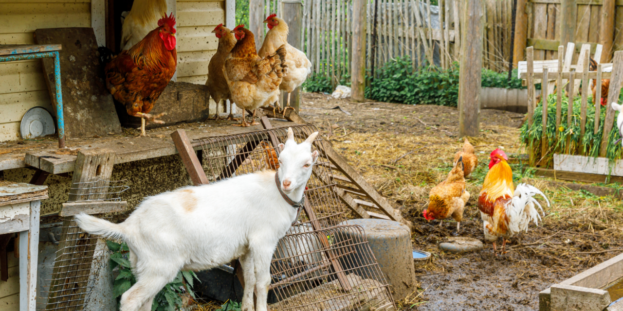 The Best Guardian Animals for Your Homestead (Besides Dogs)