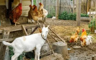 The Best Guardian Animals for Your Homestead (Besides Dogs)