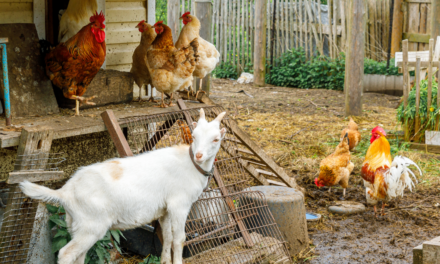 The Best Guardian Animals for Your Homestead (Besides Dogs)