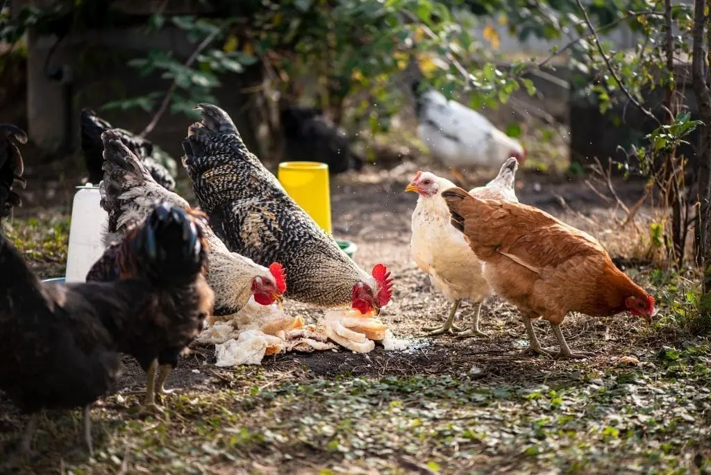 Can chickens eat bread? Recommended servings