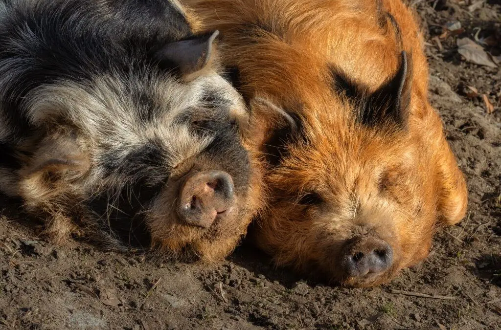 Growing Kunekune Pigs: A Practical Guide for Self-Reliant Homesteads