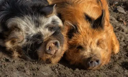 Growing Kunekune Pigs: A Practical Guide for Self-Reliant Homesteads