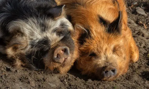 Growing Kunekune Pigs: A Practical Guide for Self-Reliant Homesteads