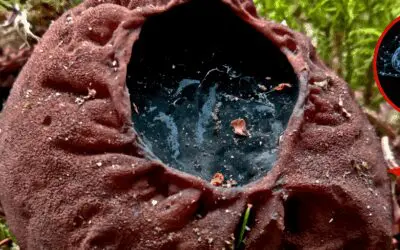 Harvard Calls This a “Brain Miracle”