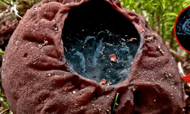 Harvard Calls This a “Brain Miracle”