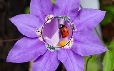 How to Attract Ladybugs To Your Garden – Nature’s Crop Guardians