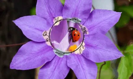 How to Attract Ladybugs To Your Garden – Nature’s Crop Guardians