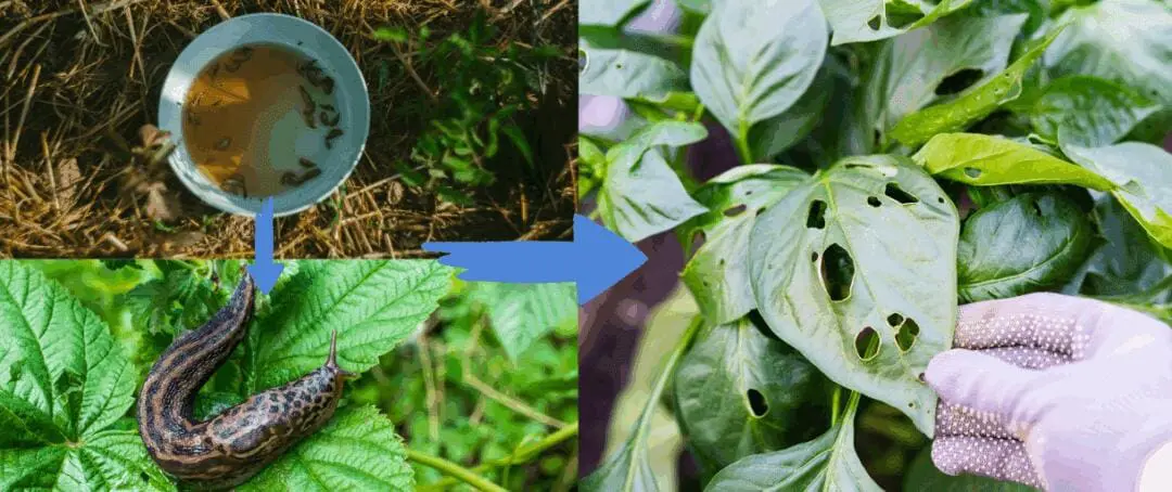 The Unseen Garden Pests You’re Accidentally Feeding