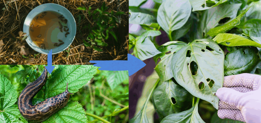 The Unseen Garden Pests You’re Accidentally Feeding