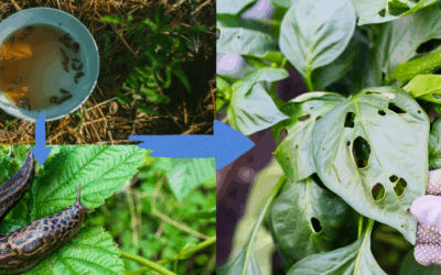 The Unseen Garden Pests You’re Accidentally Feeding