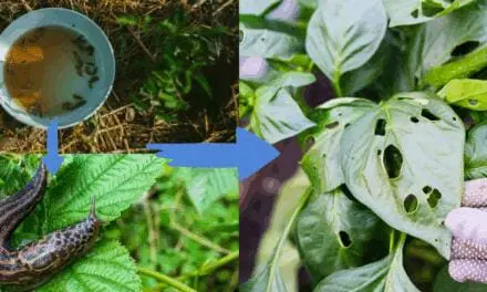 The Unseen Garden Pests You’re Accidentally Feeding