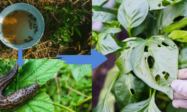 The Unseen Garden Pests You’re Accidentally Feeding