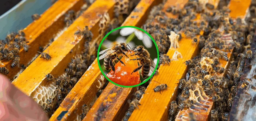 Why Growing Bees Is Easier Than You Think