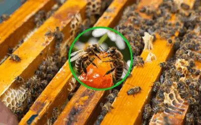 Why Growing Bees Is Easier Than You Think