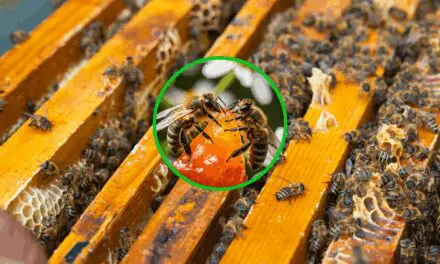 Why Growing Bees Is Easier Than You Think
