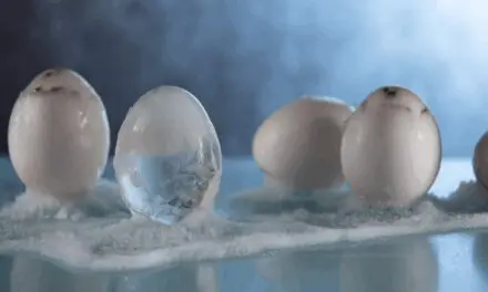 Can You Freeze Eggs? What Every Homesteader Should Know