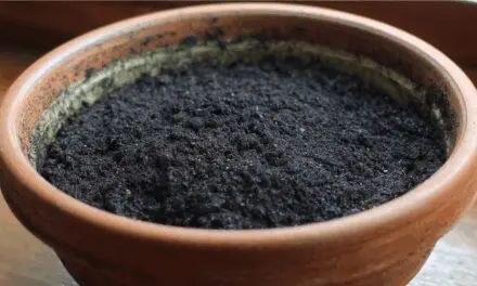 Does Potting Soil Go Bad? The “Simple” Answer!