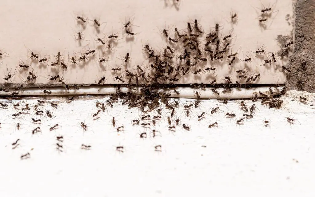 How To Make Your Own Homemade Ant Killer