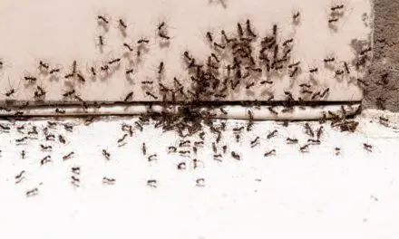 How To Make Your Own Homemade Ant Killer