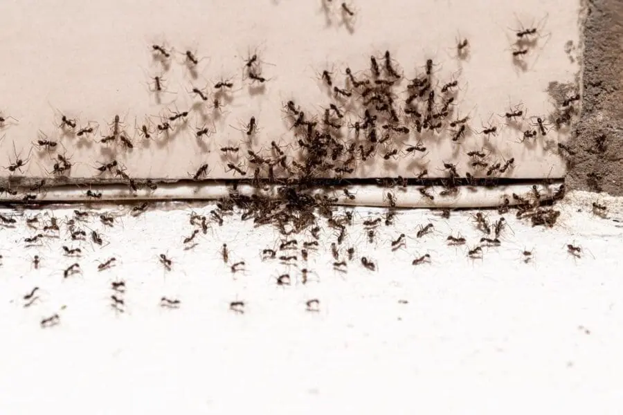 How To Make Your Own Homemade Ant Killer