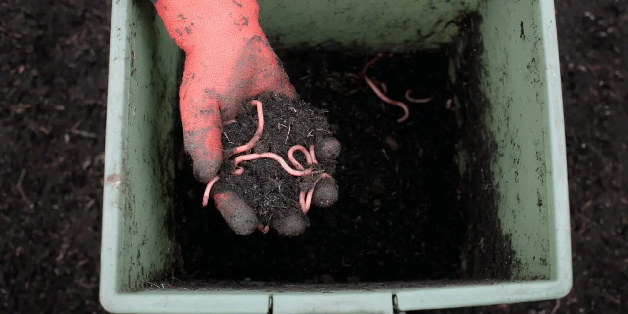 Vermicomposting: A Simple Way to Turn Scraps Into Black Gold