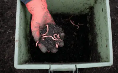 Vermicomposting: A Simple Way to Turn Scraps Into Black Gold