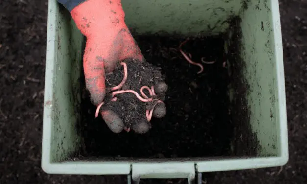 Vermicomposting: A Simple Way to Turn Scraps Into Black Gold