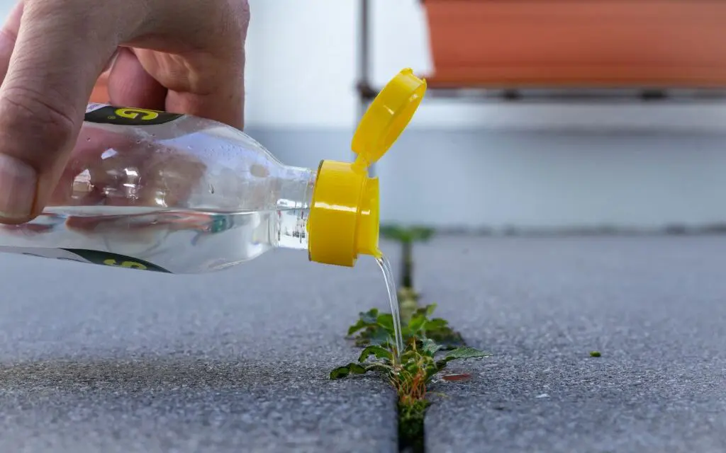 The Vinegar Weed Killer Recipe Every Homesteader Should Know