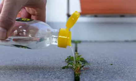 The Vinegar Weed Killer Recipe Every Homesteader Should Know