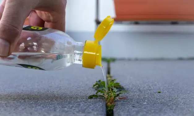 The Vinegar Weed Killer Recipe Every Homesteader Should Know
